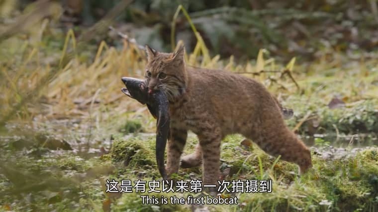 BBC纪录片《哺乳动物星球 Mammals 2024》全6集 国英双语中英双字 4K超清/2160P/MPKV/17G 哺乳动物星球插图7 BBC纪录片《哺乳动物星球 Mammals 2024》全6集 国英双语中英双字 4K超清/2160P/MPKV/17G 哺乳动物星球插图7