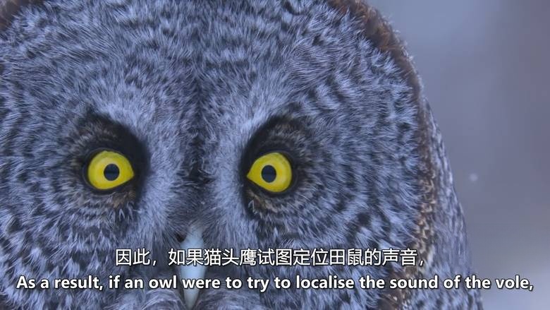 英国纪录片《大卫·艾登堡:大自然的声音 Secret World of Sound with David Attenborough 2024》全3集 英语中英双字 无水印纯净版 1080P/MKV/3.1G 自然之声插图2 英国纪录片《大卫·艾登堡:大自然的声音 Secret World of Sound with David Attenborough 2024》全3集 英语中英双字 无水印纯净版 1080P/MKV/3.1G 自然之声插图2