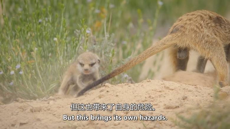 英国纪录片《大卫·艾登堡:大自然的声音 Secret World of Sound with David Attenborough 2024》全3集 英语中英双字 无水印纯净版 1080P/MKV/3.1G 自然之声插图3 英国纪录片《大卫·艾登堡:大自然的声音 Secret World of Sound with David Attenborough 2024》全3集 英语中英双字 无水印纯净版 1080P/MKV/3.1G 自然之声插图3
