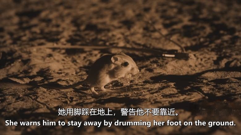 英国纪录片《大卫·艾登堡:大自然的声音 Secret World of Sound with David Attenborough 2024》全3集 英语中英双字 无水印纯净版 1080P/MKV/3.1G 自然之声插图4 英国纪录片《大卫·艾登堡:大自然的声音 Secret World of Sound with David Attenborough 2024》全3集 英语中英双字 无水印纯净版 1080P/MKV/3.1G 自然之声插图4