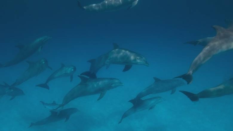 英国纪录片《大卫·艾登堡:大自然的声音 Secret World of Sound with David Attenborough 2024》全3集 英语中英双字 无水印纯净版 1080P/MKV/3.1G 自然之声插图7 英国纪录片《大卫·艾登堡:大自然的声音 Secret World of Sound with David Attenborough 2024》全3集 英语中英双字 无水印纯净版 1080P/MKV/3.1G 自然之声插图7