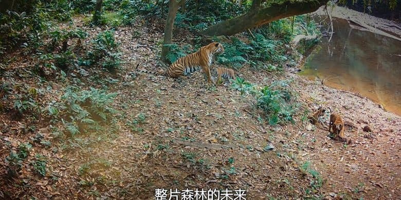 AppleTV纪录片《野性生灵 The Wild Ones 2025》全6集 英语多国字幕 无水印纯净版 4K超清/2160P/MKV/35.5G 生灵守护者插图3 AppleTV纪录片《野性生灵 The Wild Ones 2025》全6集 英语多国字幕 无水印纯净版 4K超清/2160P/MKV/35.5G 生灵守护者插图3