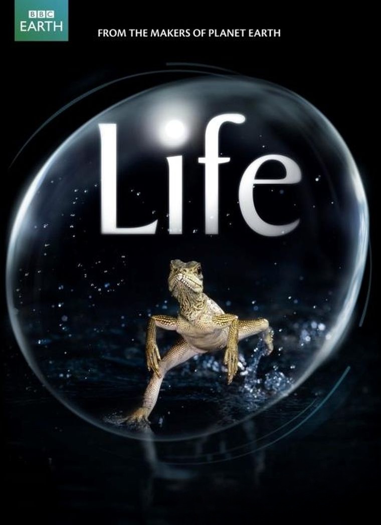 BBC纪录片《生命/生命脉动 Life》全10集 英语中英双字 720P/MKV/21.8G 百度网盘下载插图 BBC纪录片《生命/生命脉动 Life》全10集 英语中英双字 720P/MKV/21.8G 百度网盘下载插图