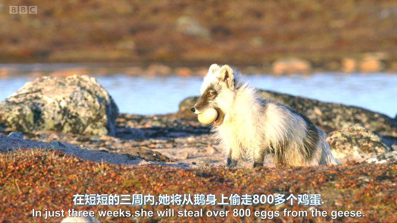 BBC纪录片《完美星球/蓝筹自然历史纪录片 A perfect planet 2020》全5集 英语中字 4K高清/MKV/38.3G插图2 BBC纪录片《完美星球/蓝筹自然历史纪录片 A perfect planet 2020》全5集 英语中字 4K高清/MKV/38.3G插图2