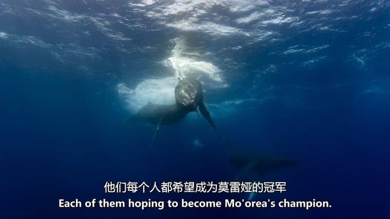 迪士尼纪录片《海豚礁/海豚纪录片 Dolphin Reef 2020》英语多国中字 官方纯净版 4K超清/MKV/8.88G插图2 迪士尼纪录片《海豚礁/海豚纪录片 Dolphin Reef 2020》英语多国中字 官方纯净版 4K超清/MKV/8.88G插图2