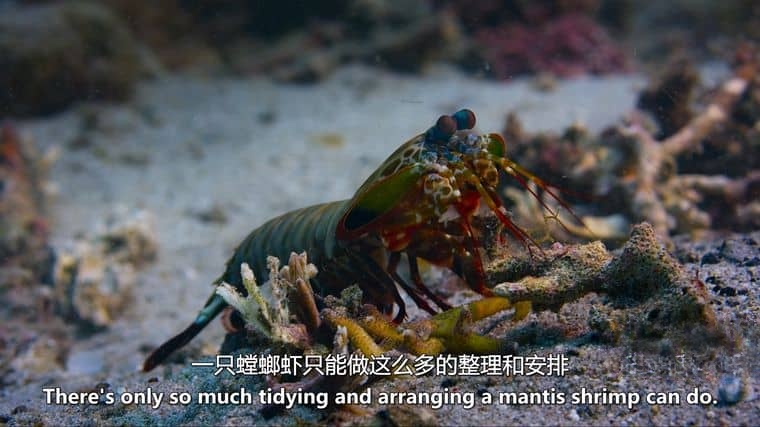 迪士尼纪录片《海豚礁/海豚纪录片 Dolphin Reef 2020》英语多国中字 官方纯净版 4K超清/MKV/8.88G插图3 迪士尼纪录片《海豚礁/海豚纪录片 Dolphin Reef 2020》英语多国中字 官方纯净版 4K超清/MKV/8.88G插图3