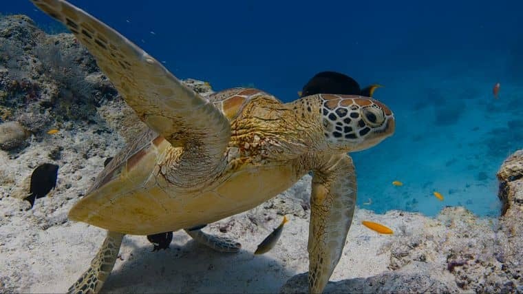 迪士尼纪录片《海豚礁/海豚纪录片 Dolphin Reef 2020》英语多国中字 官方纯净版 4K超清/MKV/8.88G插图4 迪士尼纪录片《海豚礁/海豚纪录片 Dolphin Reef 2020》英语多国中字 官方纯净版 4K超清/MKV/8.88G插图4