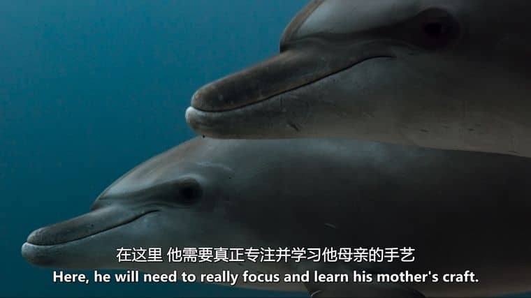 迪士尼纪录片《海豚礁/海豚纪录片 Dolphin Reef 2020》英语多国中字 官方纯净版 4K超清/MKV/8.88G插图5 迪士尼纪录片《海豚礁/海豚纪录片 Dolphin Reef 2020》英语多国中字 官方纯净版 4K超清/MKV/8.88G插图5