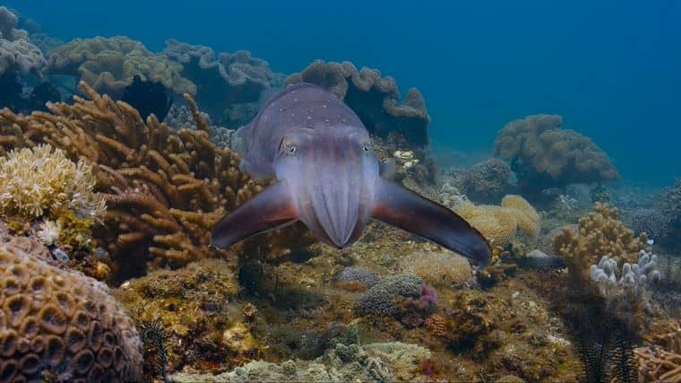 迪士尼纪录片《海豚礁/海豚纪录片 Dolphin Reef 2020》英语多国中字 官方纯净版 4K超清/MKV/8.88G插图6 迪士尼纪录片《海豚礁/海豚纪录片 Dolphin Reef 2020》英语多国中字 官方纯净版 4K超清/MKV/8.88G插图6
