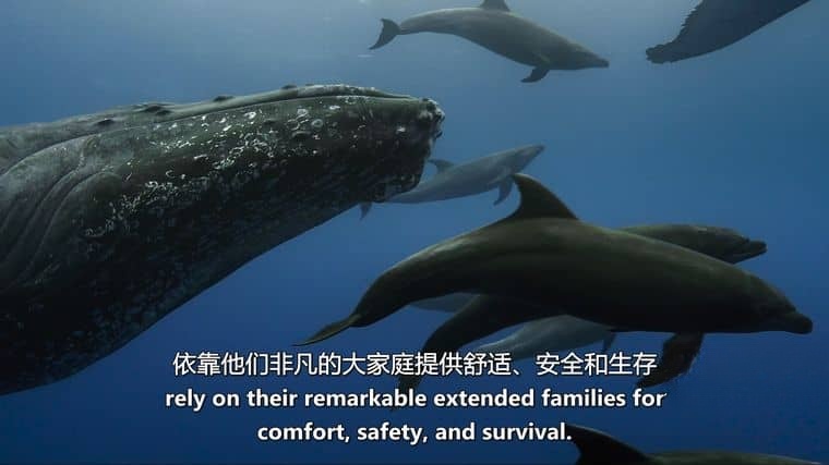 迪士尼纪录片《海豚礁/海豚纪录片 Dolphin Reef 2020》英语多国中字 官方纯净版 4K超清/MKV/8.88G插图7 迪士尼纪录片《海豚礁/海豚纪录片 Dolphin Reef 2020》英语多国中字 官方纯净版 4K超清/MKV/8.88G插图7
