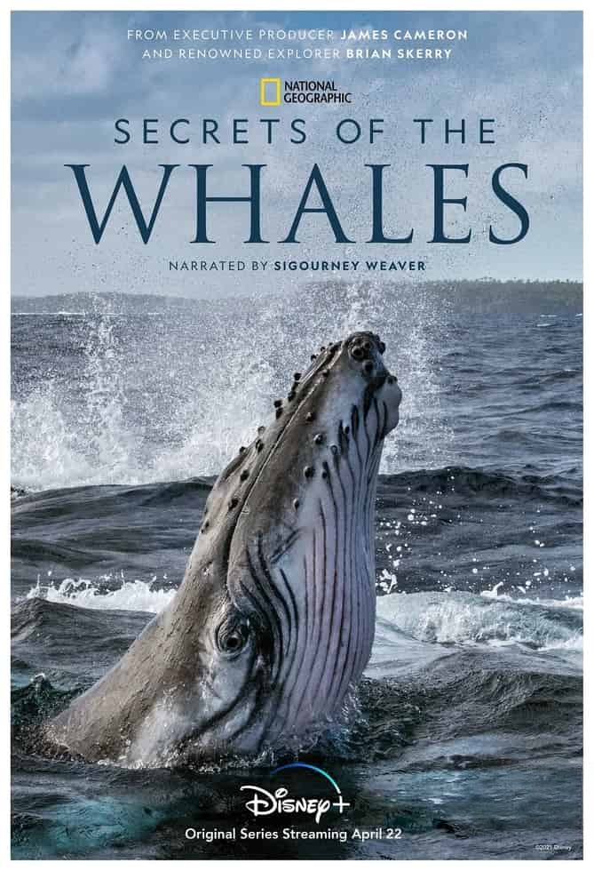 国家地理/迪士尼《鲸鱼的秘密 Secrets of the Whales 2021》全4集 国英双语双字 官方4K纯净收藏版 4K高清/1080P/MP4/23G鲸鱼的秘密插图