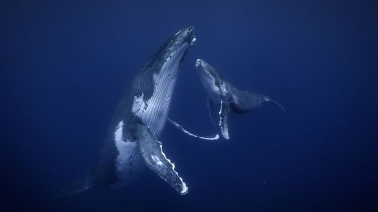 国家地理/迪士尼《鲸鱼的秘密 Secrets of the Whales 2021》全4集 国英双语双字 官方4K纯净收藏版 4K高清/1080P/MP4/23G鲸鱼的秘密插图1