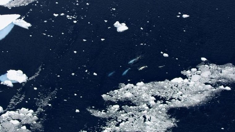国家地理/迪士尼《鲸鱼的秘密 Secrets of the Whales 2021》全4集 国英双语双字 官方4K纯净收藏版 4K高清/1080P/MP4/23G鲸鱼的秘密插图2