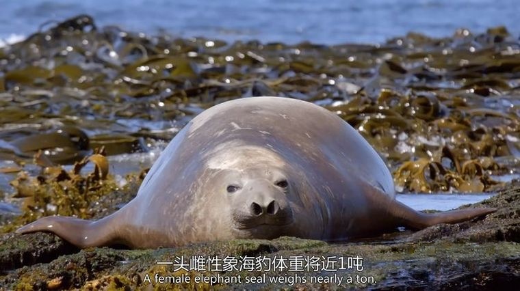 国家地理/迪士尼《鲸鱼的秘密 Secrets of the Whales 2021》全4集 国英双语双字 官方4K纯净收藏版 4K高清/1080P/MP4/23G鲸鱼的秘密插图3