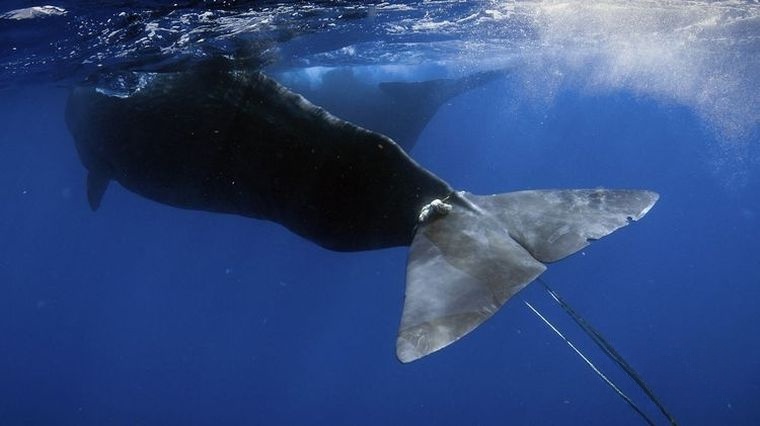 国家地理/迪士尼《鲸鱼的秘密 Secrets of the Whales 2021》全4集 国英双语双字 官方4K纯净收藏版 4K高清/1080P/MP4/23G鲸鱼的秘密插图5
