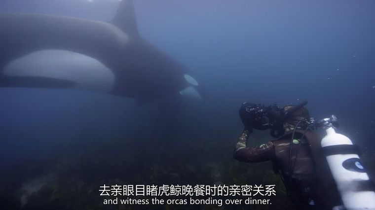 国家地理/迪士尼《鲸鱼的秘密 Secrets of the Whales 2021》全4集 国英双语双字 官方4K纯净收藏版 4K高清/1080P/MP4/23G鲸鱼的秘密插图7