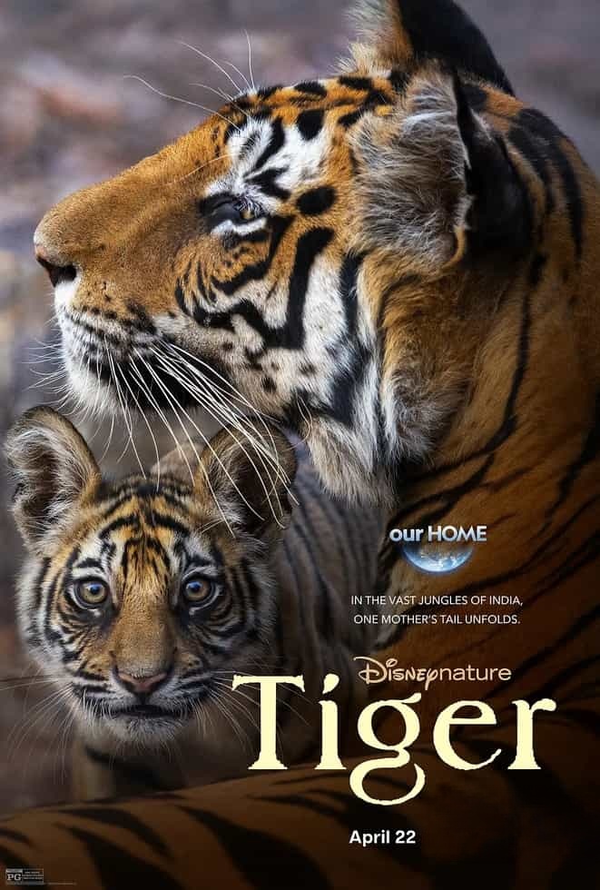 迪士尼纪录片《老虎/印度孟加拉虎 Tiger 2024》英语多国中字 无水印纯净版 4K超清/2160P/MKV/9.2G插图 迪士尼纪录片《老虎/印度孟加拉虎 Tiger 2024》英语多国中字 无水印纯净版 4K超清/2160P/MKV/9.2G插图