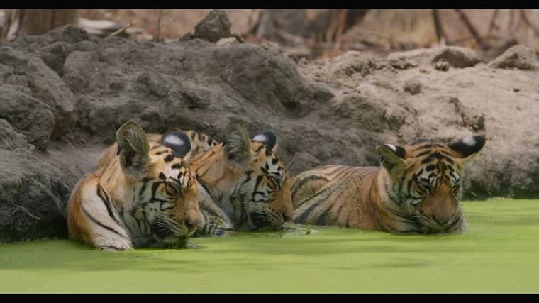 迪士尼纪录片《老虎/印度孟加拉虎 Tiger 2024》英语多国中字 无水印纯净版 4K超清/2160P/MKV/9.2G插图2 迪士尼纪录片《老虎/印度孟加拉虎 Tiger 2024》英语多国中字 无水印纯净版 4K超清/2160P/MKV/9.2G插图2