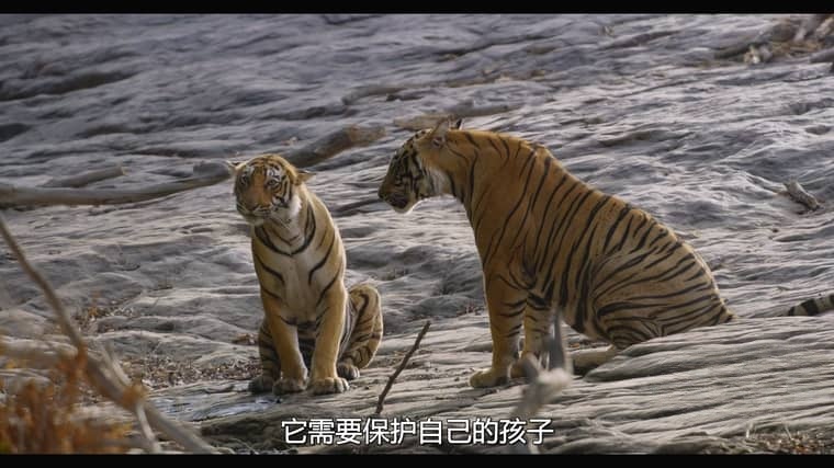 迪士尼纪录片《老虎/印度孟加拉虎 Tiger 2024》英语多国中字 无水印纯净版 4K超清/2160P/MKV/9.2G插图3 迪士尼纪录片《老虎/印度孟加拉虎 Tiger 2024》英语多国中字 无水印纯净版 4K超清/2160P/MKV/9.2G插图3