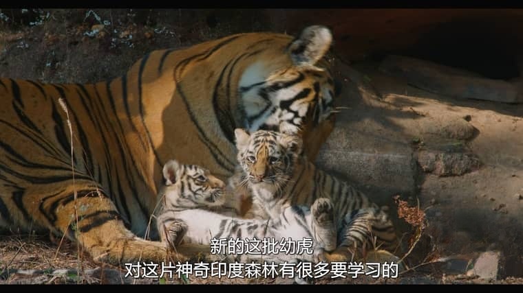 迪士尼纪录片《老虎/印度孟加拉虎 Tiger 2024》英语多国中字 无水印纯净版 4K超清/2160P/MKV/9.2G插图4 迪士尼纪录片《老虎/印度孟加拉虎 Tiger 2024》英语多国中字 无水印纯净版 4K超清/2160P/MKV/9.2G插图4