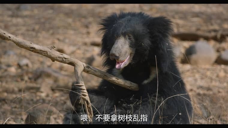迪士尼纪录片《老虎/印度孟加拉虎 Tiger 2024》英语多国中字 无水印纯净版 4K超清/2160P/MKV/9.2G插图5 迪士尼纪录片《老虎/印度孟加拉虎 Tiger 2024》英语多国中字 无水印纯净版 4K超清/2160P/MKV/9.2G插图5