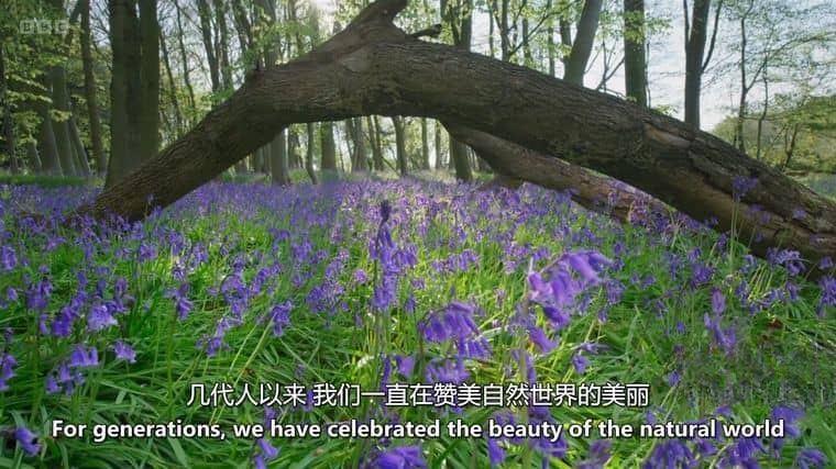 BBC纪录片《野性英伦/岛屿生命故事 Wild Isles 2023》第一季全6集 英语中英双字 4K超清/2160P/1080P/MKV/64.6G插图1 BBC纪录片《野性英伦/岛屿生命故事 Wild Isles 2023》第一季全6集 英语中英双字 4K超清/2160P/1080P/MKV/64.6G插图1