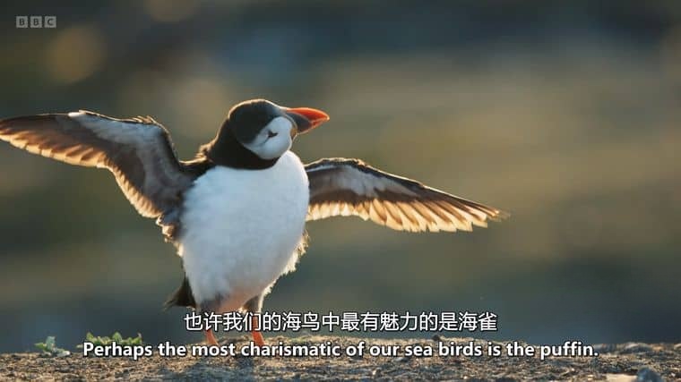 BBC纪录片《野性英伦/岛屿生命故事 Wild Isles 2023》第一季全6集 英语中英双字 4K超清/2160P/1080P/MKV/64.6G插图3 BBC纪录片《野性英伦/岛屿生命故事 Wild Isles 2023》第一季全6集 英语中英双字 4K超清/2160P/1080P/MKV/64.6G插图3
