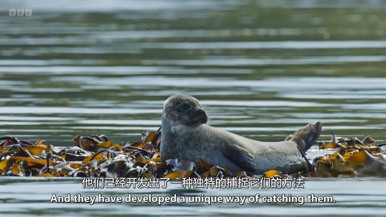 BBC纪录片《野性英伦/岛屿生命故事 Wild Isles 2023》第一季全6集 英语中英双字 4K超清/2160P/1080P/MKV/64.6G插图4 BBC纪录片《野性英伦/岛屿生命故事 Wild Isles 2023》第一季全6集 英语中英双字 4K超清/2160P/1080P/MKV/64.6G插图4