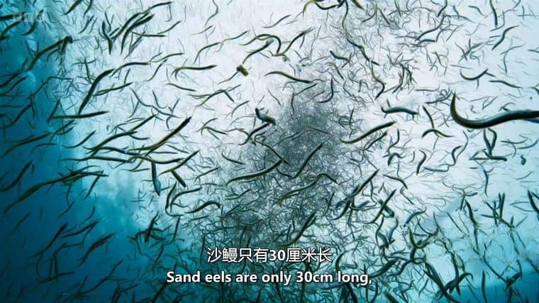 BBC纪录片《野性英伦/岛屿生命故事 Wild Isles 2023》第一季全6集 英语中英双字 4K超清/2160P/1080P/MKV/64.6G插图6 BBC纪录片《野性英伦/岛屿生命故事 Wild Isles 2023》第一季全6集 英语中英双字 4K超清/2160P/1080P/MKV/64.6G插图6