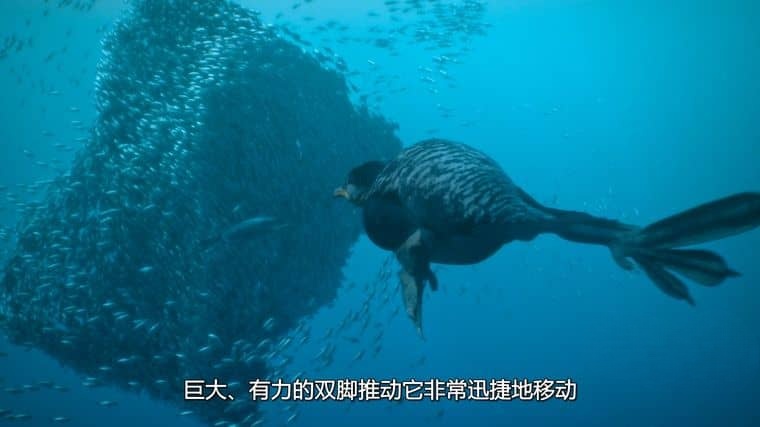 AppleTV/BBC纪录片《史前星球/史前世界 Prehistoric Planet 2023》第二季全5集 英语多国字幕 官方纯净版 4K高清/1080P/MKV/46G插图5 AppleTV/BBC纪录片《史前星球/史前世界 Prehistoric Planet 2023》第二季全5集 英语多国字幕 官方纯净版 4K高清/1080P/MKV/46G插图5