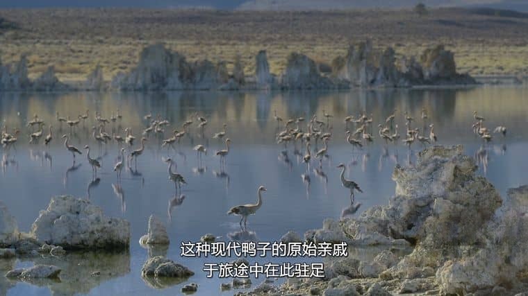 AppleTV/BBC纪录片《史前星球/史前世界 Prehistoric Planet 2023》第二季全5集 英语多国字幕 官方纯净版 4K高清/1080P/MKV/46G插图6 AppleTV/BBC纪录片《史前星球/史前世界 Prehistoric Planet 2023》第二季全5集 英语多国字幕 官方纯净版 4K高清/1080P/MKV/46G插图6