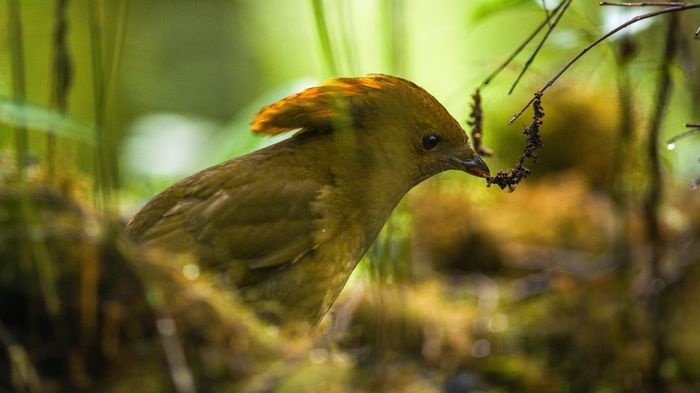 Netflix纪录片《与鸟共舞 Dancing with the Birds 2019》英语中字 4K超清/1080P/MKV/14G 鸟类纪录片下载插图1 Netflix纪录片《与鸟共舞 Dancing with the Birds 2019》英语中字 4K超清/1080P/MKV/14G 鸟类纪录片下载插图1
