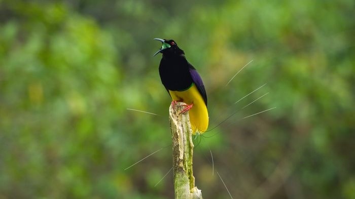 Netflix纪录片《与鸟共舞 Dancing with the Birds 2019》英语中字 4K超清/1080P/MKV/14G 鸟类纪录片下载插图3 Netflix纪录片《与鸟共舞 Dancing with the Birds 2019》英语中字 4K超清/1080P/MKV/14G 鸟类纪录片下载插图3