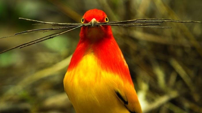 Netflix纪录片《与鸟共舞 Dancing with the Birds 2019》英语中字 4K超清/1080P/MKV/14G 鸟类纪录片下载插图4 Netflix纪录片《与鸟共舞 Dancing with the Birds 2019》英语中字 4K超清/1080P/MKV/14G 鸟类纪录片下载插图4