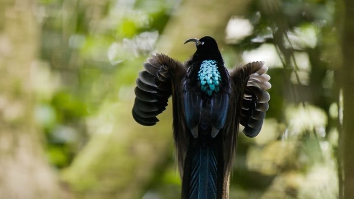 Netflix纪录片《与鸟共舞 Dancing with the Birds 2019》英语中字 4K超清/1080P/MKV/14G 鸟类纪录片下载插图5 Netflix纪录片《与鸟共舞 Dancing with the Birds 2019》英语中字 4K超清/1080P/MKV/14G 鸟类纪录片下载插图5