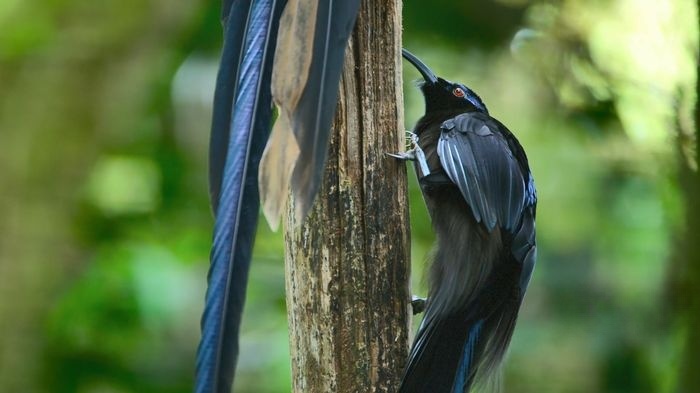 Netflix纪录片《与鸟共舞 Dancing with the Birds 2019》英语中字 4K超清/1080P/MKV/14G 鸟类纪录片下载插图7 Netflix纪录片《与鸟共舞 Dancing with the Birds 2019》英语中字 4K超清/1080P/MKV/14G 鸟类纪录片下载插图7