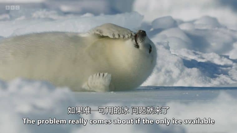 BBC纪录片《冰冻星球/极地动物们的挑战 Frozen Planet II 2022》第二季全6集 英语中英双字 4K超清/1080P/MKV/60.7G插图1 BBC纪录片《冰冻星球/极地动物们的挑战 Frozen Planet II 2022》第二季全6集 英语中英双字 4K超清/1080P/MKV/60.7G插图1