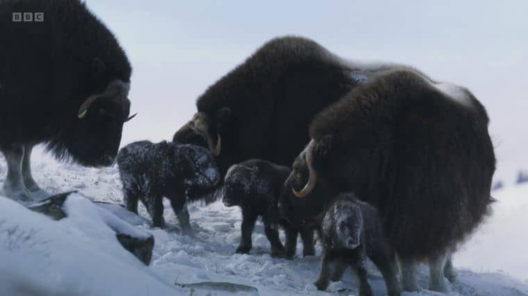 BBC纪录片《冰冻星球/极地动物们的挑战 Frozen Planet II 2022》第二季全6集 英语中英双字 4K超清/1080P/MKV/60.7G插图3 BBC纪录片《冰冻星球/极地动物们的挑战 Frozen Planet II 2022》第二季全6集 英语中英双字 4K超清/1080P/MKV/60.7G插图3