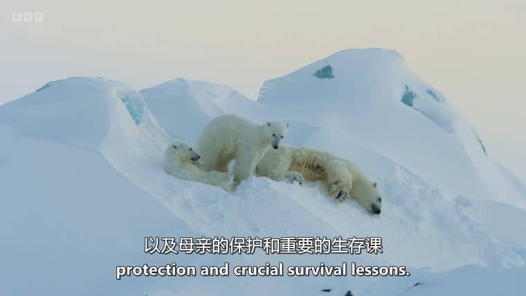 BBC纪录片《冰冻星球/极地动物们的挑战 Frozen Planet II 2022》第二季全6集 英语中英双字 4K超清/1080P/MKV/60.7G插图4 BBC纪录片《冰冻星球/极地动物们的挑战 Frozen Planet II 2022》第二季全6集 英语中英双字 4K超清/1080P/MKV/60.7G插图4