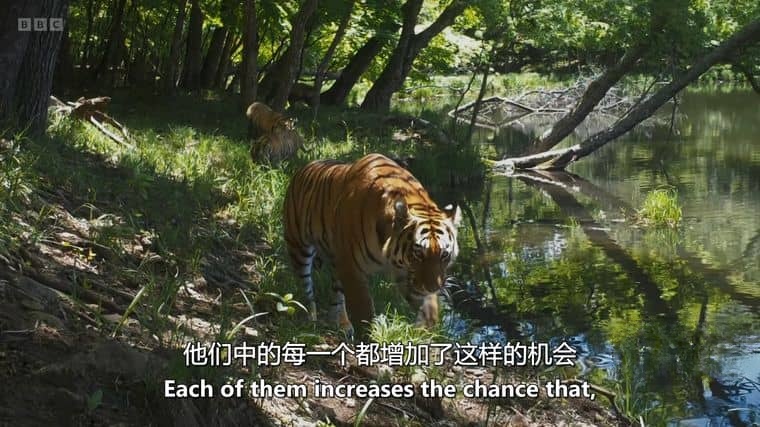 BBC纪录片《冰冻星球/极地动物们的挑战 Frozen Planet II 2022》第二季全6集 英语中英双字 4K超清/1080P/MKV/60.7G插图5 BBC纪录片《冰冻星球/极地动物们的挑战 Frozen Planet II 2022》第二季全6集 英语中英双字 4K超清/1080P/MKV/60.7G插图5