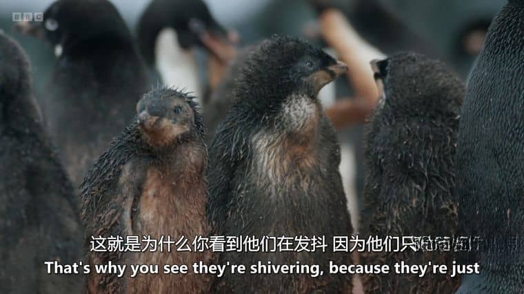 BBC纪录片《冰冻星球/极地动物们的挑战 Frozen Planet II 2022》第二季全6集 英语中英双字 4K超清/1080P/MKV/60.7G插图6 BBC纪录片《冰冻星球/极地动物们的挑战 Frozen Planet II 2022》第二季全6集 英语中英双字 4K超清/1080P/MKV/60.7G插图6
