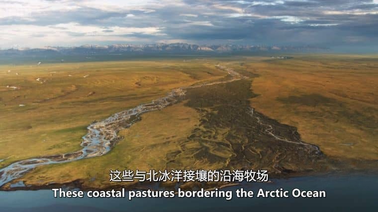 BBC纪录片《冰冻星球/极地动物们的挑战 Frozen Planet II 2022》第二季全6集 英语中英双字 4K超清/1080P/MKV/60.7G插图7 BBC纪录片《冰冻星球/极地动物们的挑战 Frozen Planet II 2022》第二季全6集 英语中英双字 4K超清/1080P/MKV/60.7G插图7
