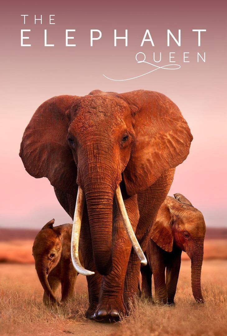 英国纪录片《大象女王/肯尼亚象群 The Elephant Queen》英语中英双字 官方4K纯净收藏版 4K高清1080P/MKV/18.2G插图 英国纪录片《大象女王/肯尼亚象群 The Elephant Queen》英语中英双字 官方4K纯净收藏版 4K高清1080P/MKV/18.2G插图