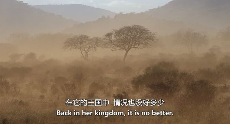 英国纪录片《大象女王/肯尼亚象群 The Elephant Queen》英语中英双字 官方4K纯净收藏版 4K高清1080P/MKV/18.2G插图4 英国纪录片《大象女王/肯尼亚象群 The Elephant Queen》英语中英双字 官方4K纯净收藏版 4K高清1080P/MKV/18.2G插图4
