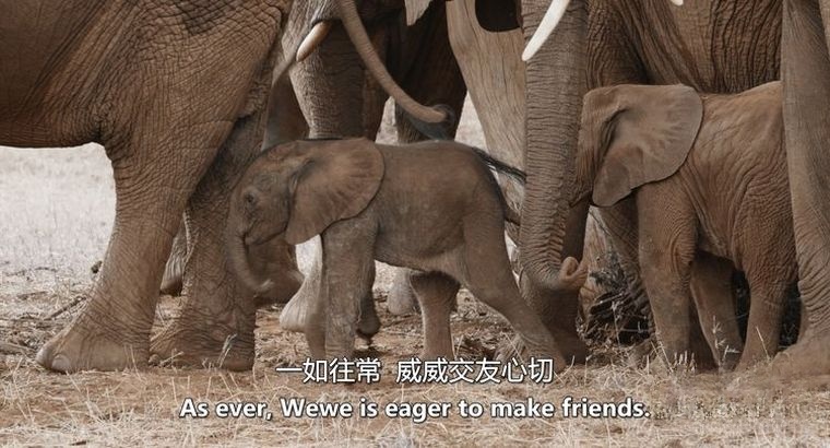 英国纪录片《大象女王/肯尼亚象群 The Elephant Queen》英语中英双字 官方4K纯净收藏版 4K高清1080P/MKV/18.2G插图5 英国纪录片《大象女王/肯尼亚象群 The Elephant Queen》英语中英双字 官方4K纯净收藏版 4K高清1080P/MKV/18.2G插图5
