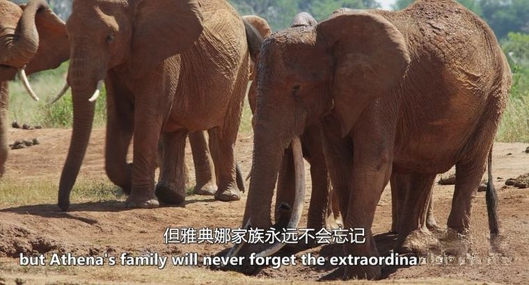 英国纪录片《大象女王/肯尼亚象群 The Elephant Queen》英语中英双字 官方4K纯净收藏版 4K高清1080P/MKV/18.2G插图6 英国纪录片《大象女王/肯尼亚象群 The Elephant Queen》英语中英双字 官方4K纯净收藏版 4K高清1080P/MKV/18.2G插图6