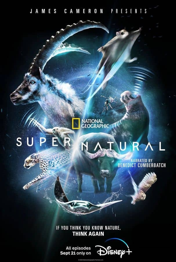 国家地理/迪士尼纪录片《超/自然/超凡动物奇观 Super/Natural 2022》全6集 英语多国中字 官方纯净版 4K超清/1080P/MKV/31G插图