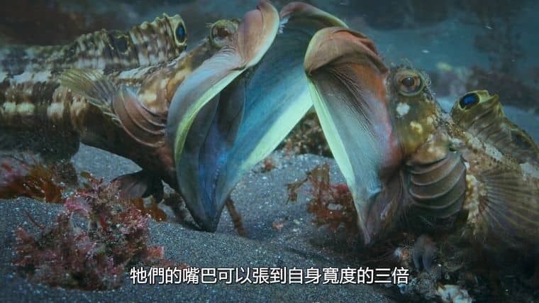国家地理/迪士尼纪录片《超/自然/超凡动物奇观 Super/Natural 2022》全6集 英语多国中字 官方纯净版 4K超清/1080P/MKV/31G插图5