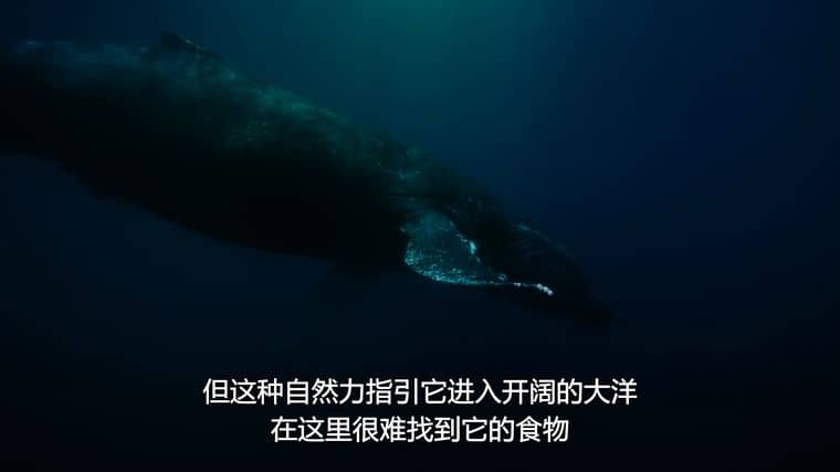 国家地理/迪士尼纪录片《超/自然/超凡动物奇观 Super/Natural 2022》全6集 英语多国中字 官方纯净版 4K超清/1080P/MKV/31G插图6