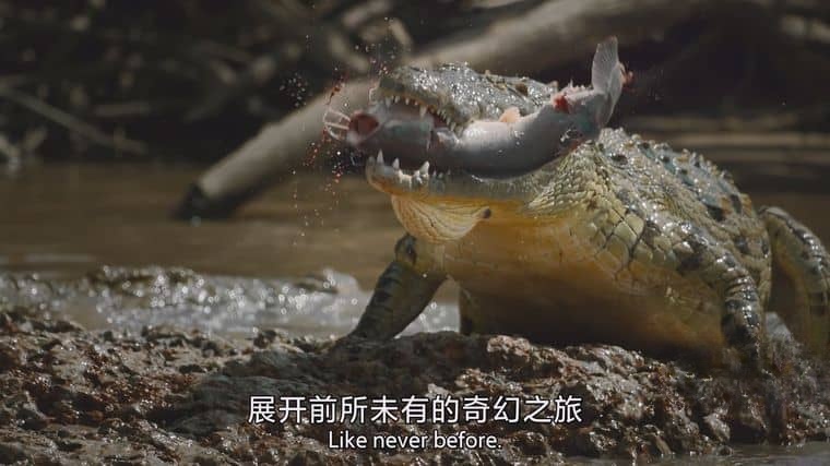 BBC纪录片《捕食者的隐秘世界/动物超凡本领 Apex Predators: Invisible Worlds 2024》全4集 国英双语中英双字 4K超清/2160P/MKV/10.2G插图1